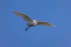 Great egret in flight, Merritt Island National Wildlife Refuge, Florida Art Print